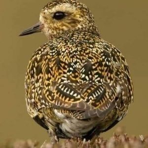 Meet your Posher, Muhammad